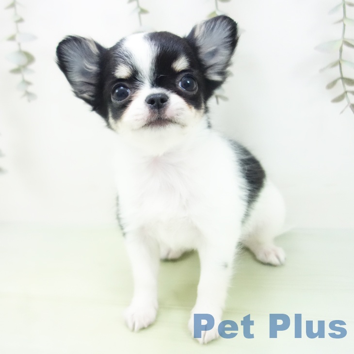 愛知県のチワワ(ロング) (ペットプラス ナゴヤドーム前店/2025年8月30日生まれ/女の子/ブラッククリームホワイト)の子犬の2枚目の画像