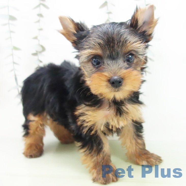 愛知県のヨークシャーテリア (ペットプラス 豊田店/2025年9月4日生まれ/女の子/スチールブルータン)の子犬の1枚目の画像