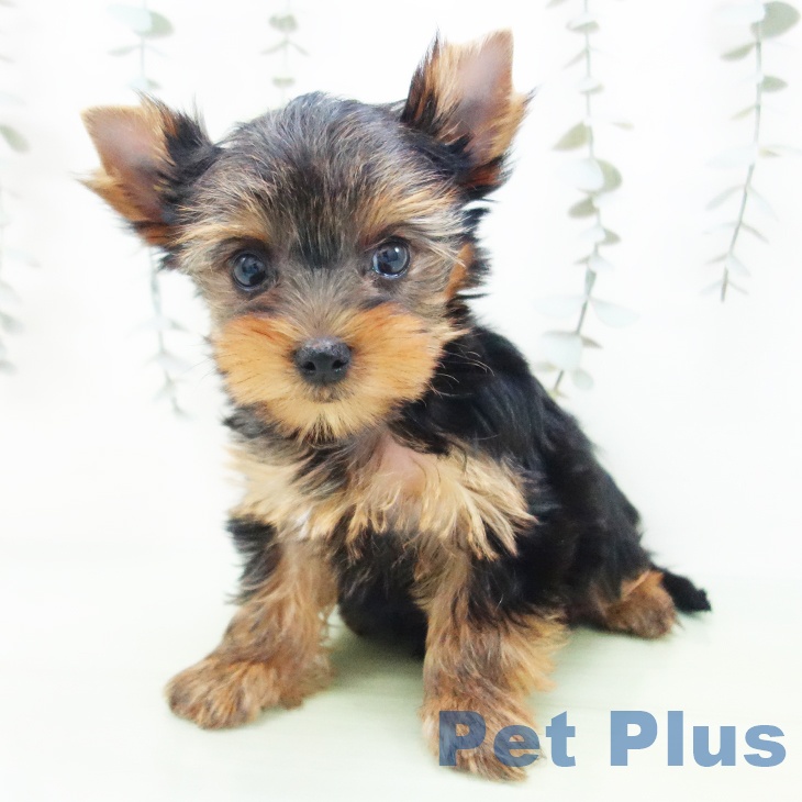 愛知県のヨークシャーテリア (ペットプラス 豊田店/2025年9月4日生まれ/女の子/スチールブルータン)の子犬の2枚目の画像
