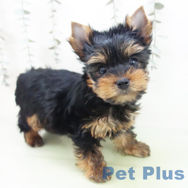 愛知県のヨークシャーテリア (ペットプラス 名古屋茶屋店/2025年9月4日生まれ/女の子/スチールブルータン)の子犬の1枚目の画像