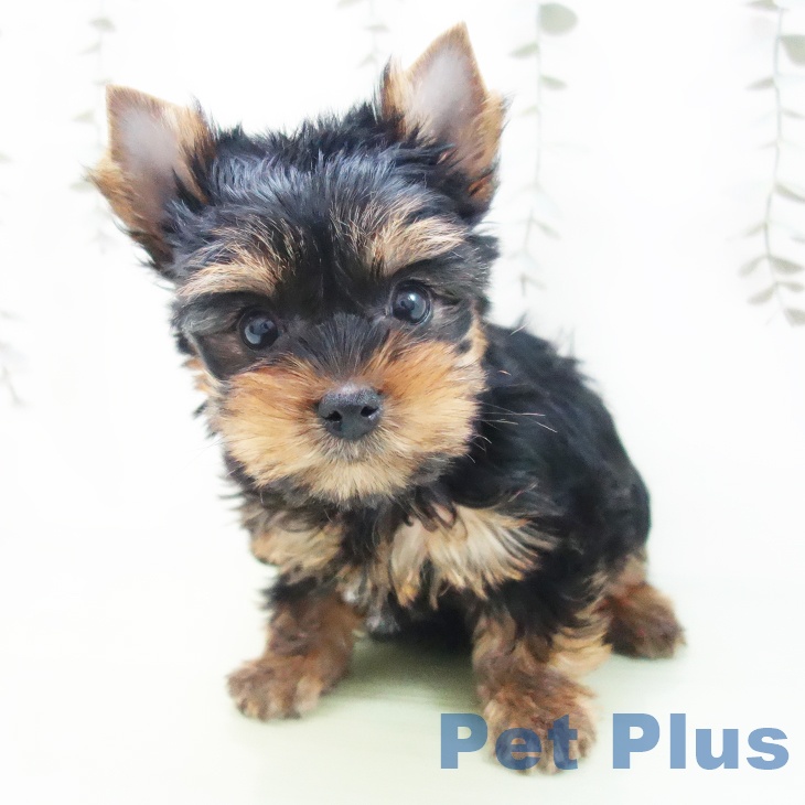 愛知県のヨークシャーテリア (ペットプラス 名古屋茶屋店/2025年9月4日生まれ/女の子/スチールブルータン)の子犬の2枚目の画像
