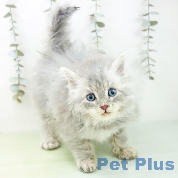愛知県のセルカークレックス (ペットプラス ナゴヤドーム前店/2025年9月1日生まれ/男の子/ブルータビー)の子猫の1枚目の画像