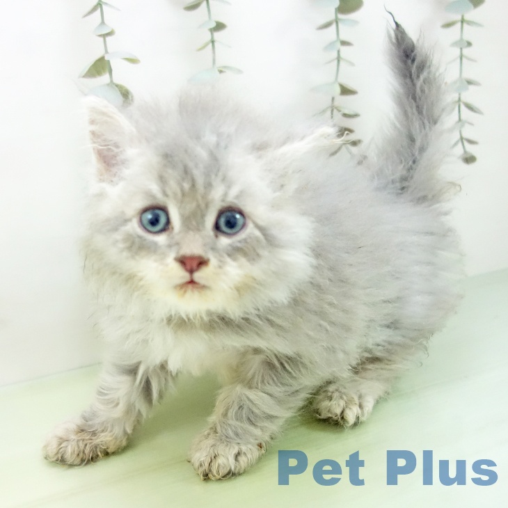 愛知県のセルカークレックス (ペットプラス ナゴヤドーム前店/2025年9月1日生まれ/男の子/ブルータビー)の子猫の2枚目の画像