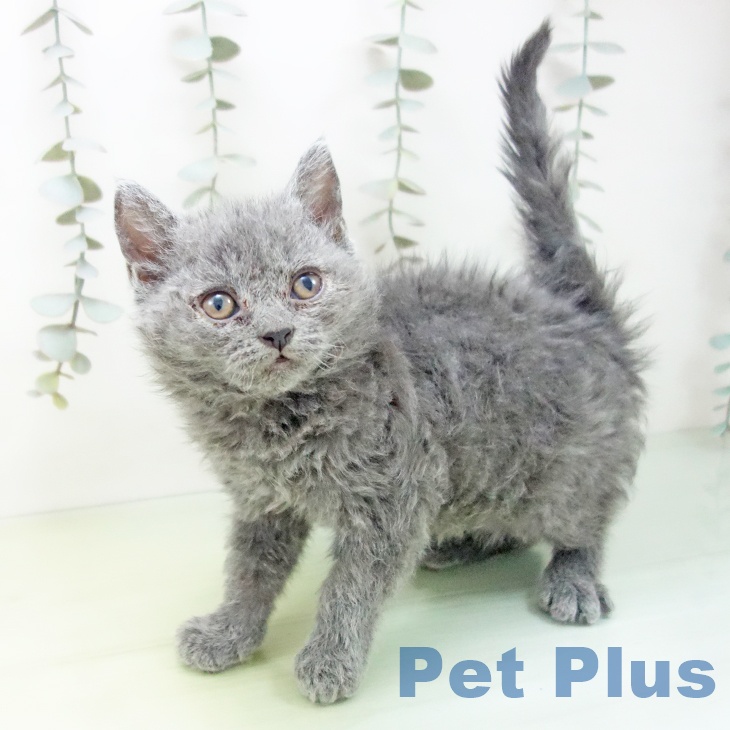 セルカークレックスの写真2