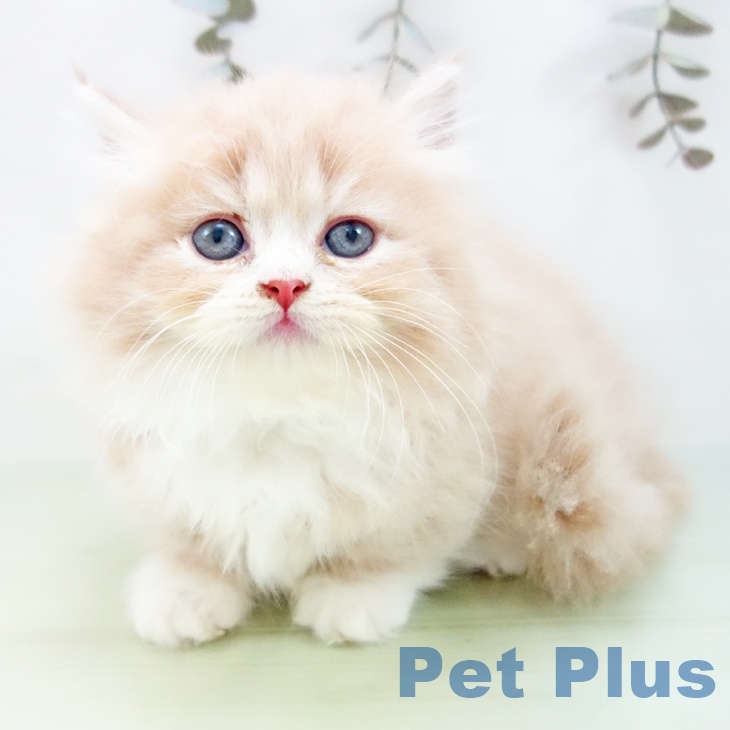 ミヌエットの写真2