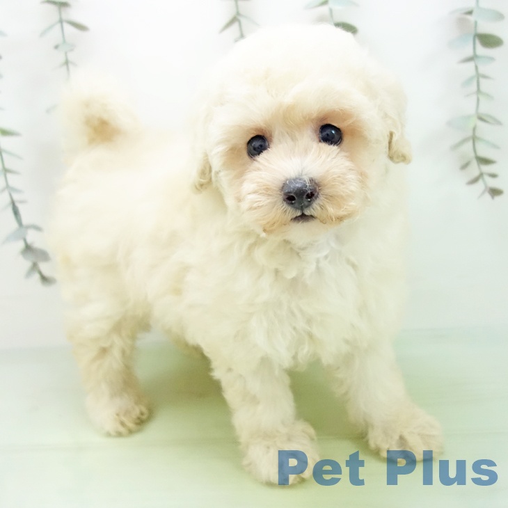 愛知県のトイプードル(トイ) (ペットプラス イオンモール長久手店/2025年9月4日生まれ/女の子/クリーム)の子犬の1枚目の画像