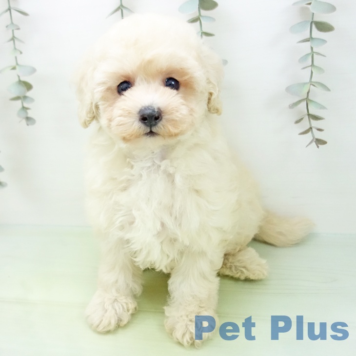 愛知県のトイプードル(トイ) (ペットプラス イオンモール長久手店/2025年9月4日生まれ/女の子/クリーム)の子犬の2枚目の画像