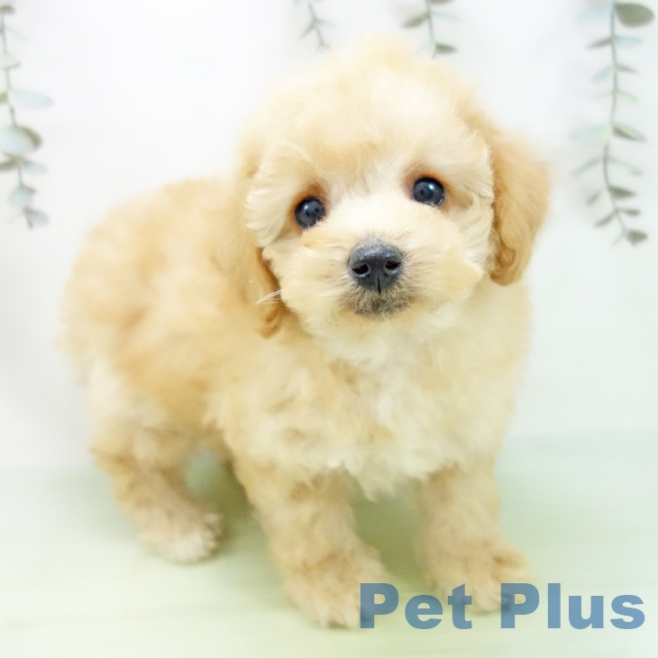 石川県のトイプードル(トイ) (ペットプラス 白山店/2025年9月3日生まれ/男の子/アプリコット)の子犬の1枚目の画像