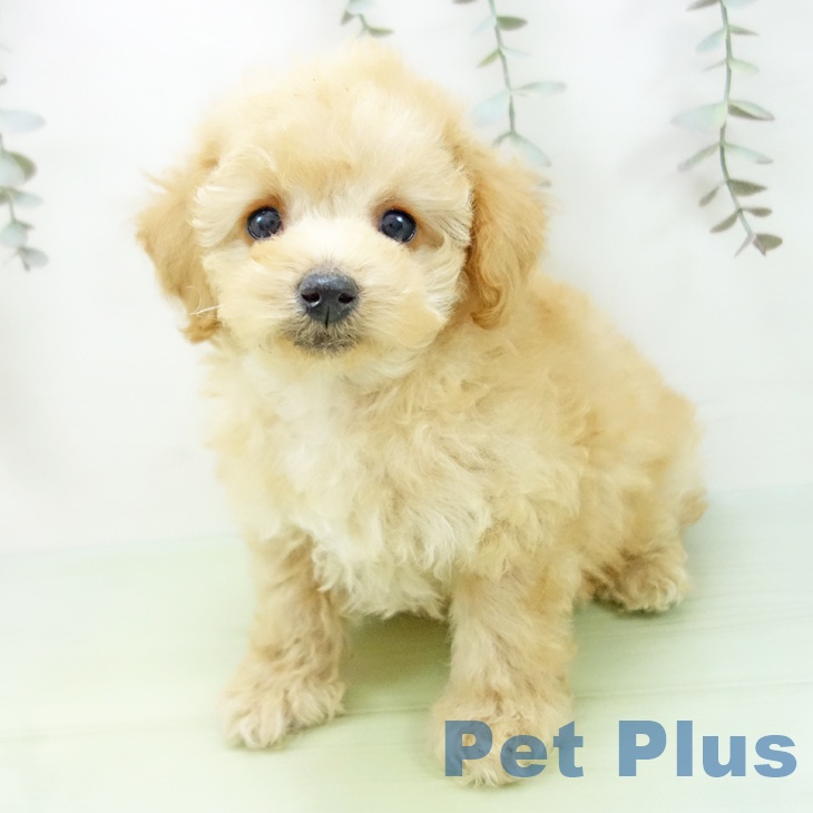 石川県のトイプードル(トイ) (ペットプラス 白山店/2025年9月3日生まれ/男の子/アプリコット)の子犬の2枚目の画像