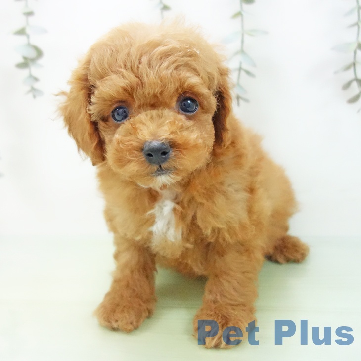 トイ・プードル