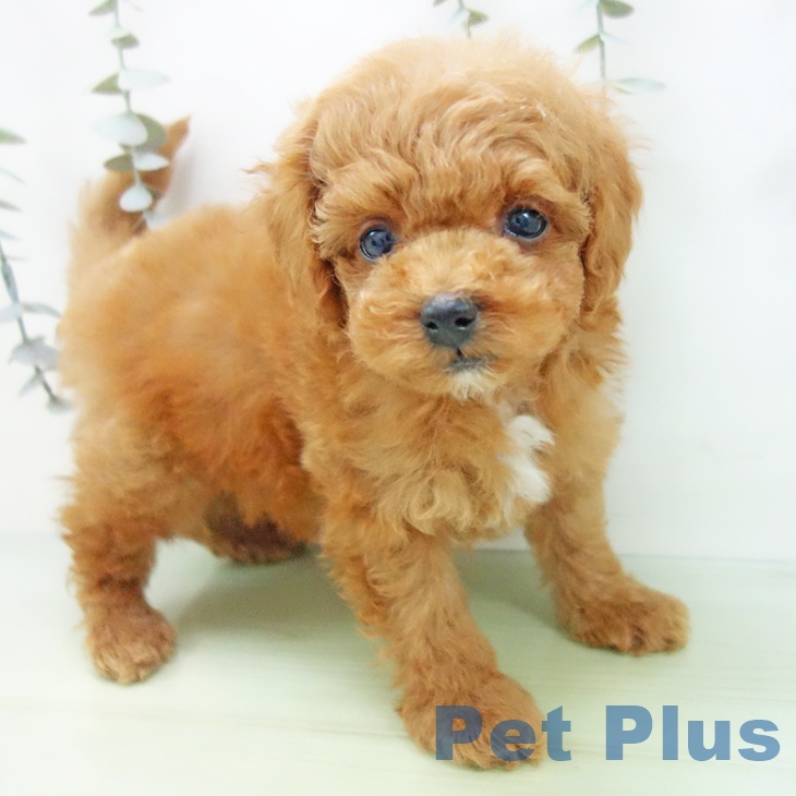 トイ・プードル