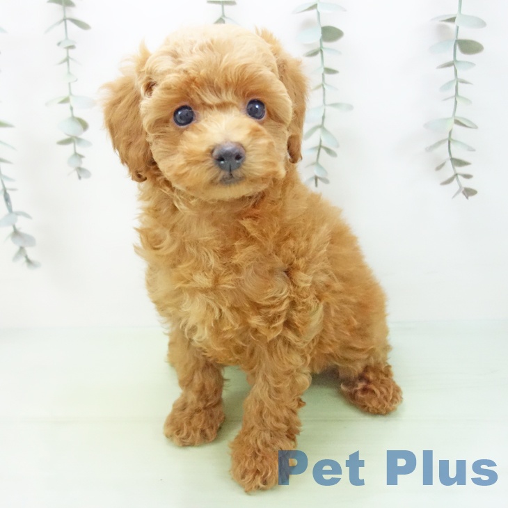 愛知県のトイプードル(トイ) (ペットプラス みなと店/2025年9月3日生まれ/女の子/レッド)の子犬の2枚目の画像