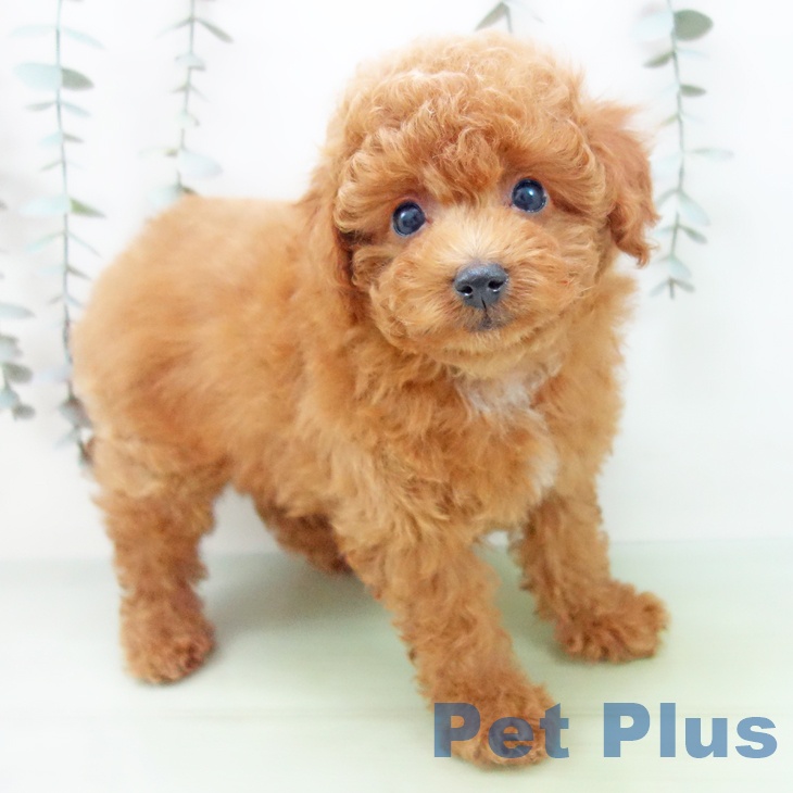 トイ・プードル