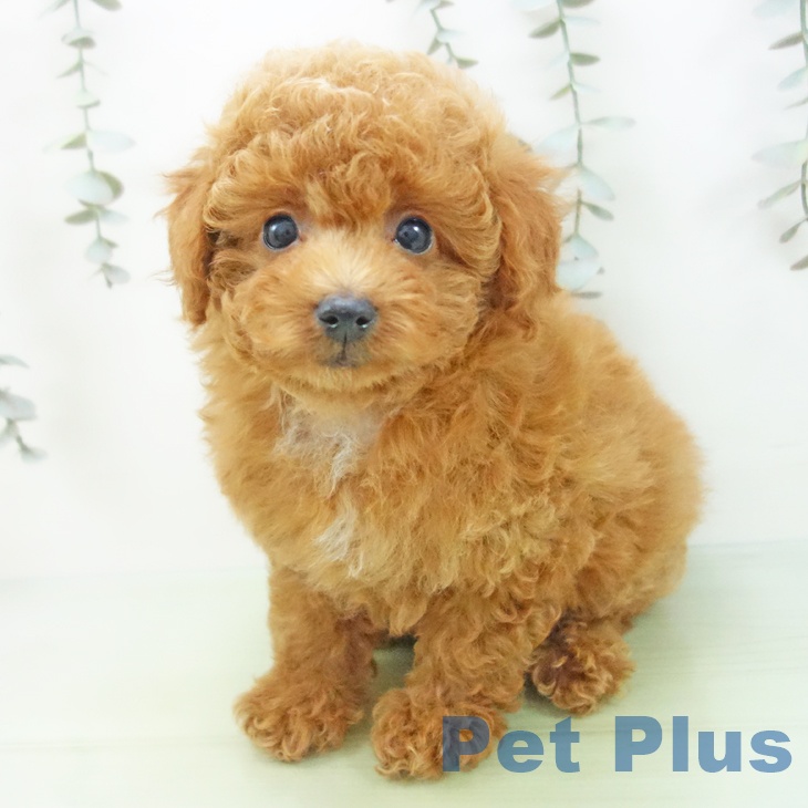 愛知県のトイプードル(トイ) (ペットプラス 名古屋茶屋店/2025年9月3日生まれ/女の子/レッド)の子犬の2枚目の画像