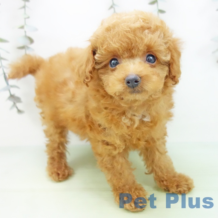 愛知県のトイプードル(トイ) (ペットプラス ナゴヤドーム前店/2025年9月3日生まれ/女の子/レッド)の子犬の1枚目の画像