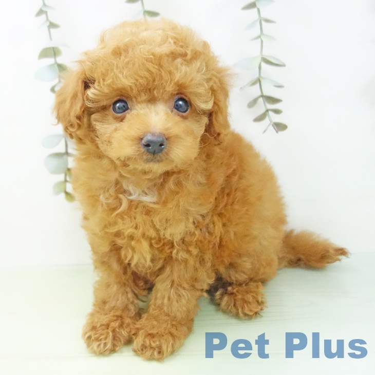 愛知県のトイプードル(トイ) (ペットプラス ナゴヤドーム前店/2025年9月3日生まれ/女の子/レッド)の子犬の2枚目の画像