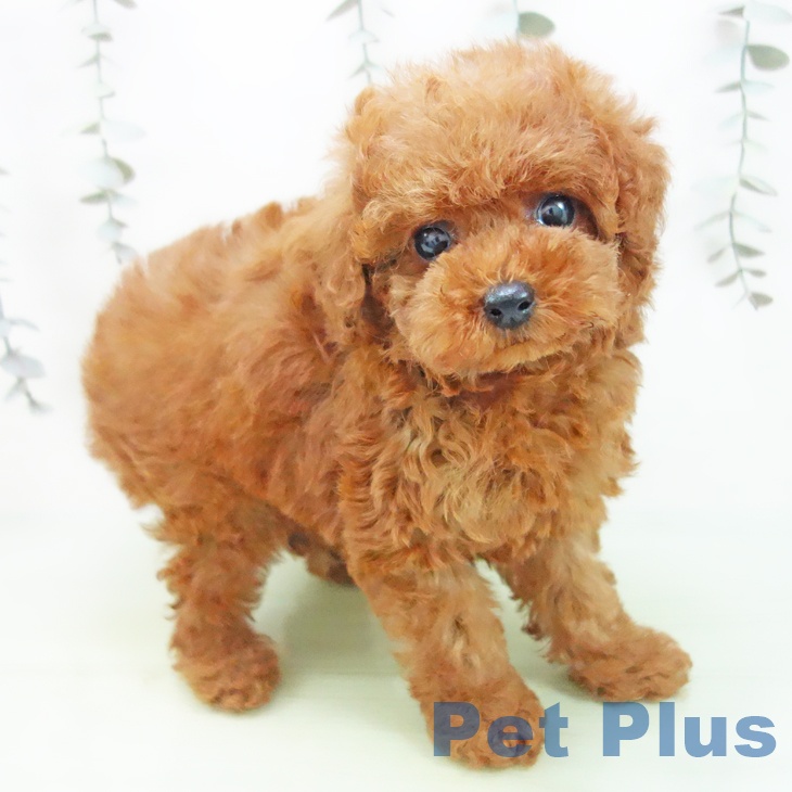 トイ・プードル