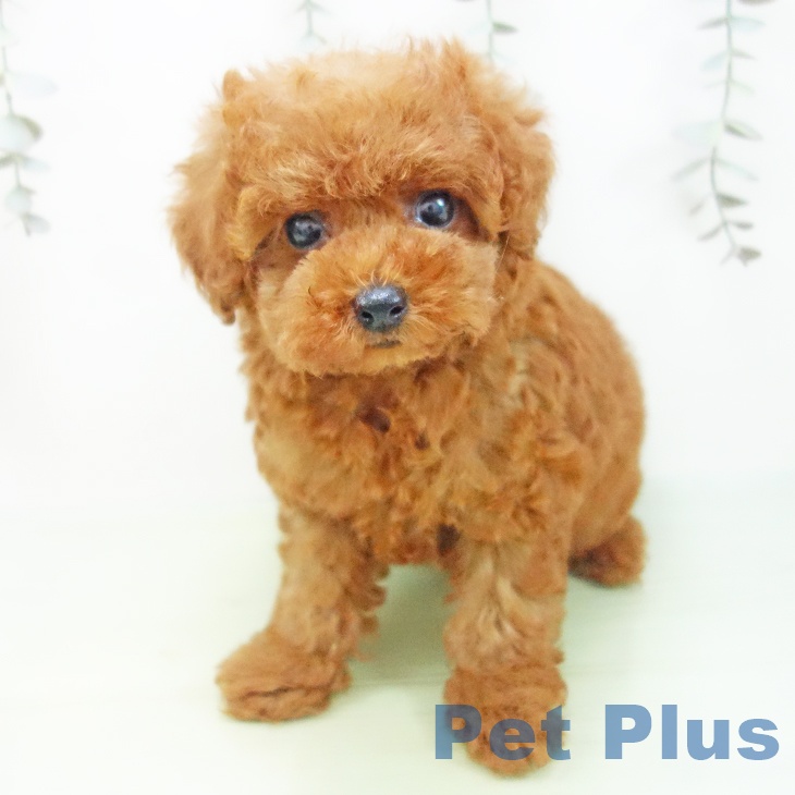 トイ・プードルの写真2