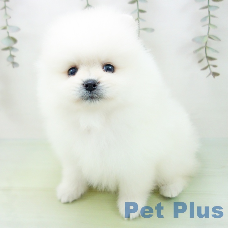 ポメラニアンの写真2