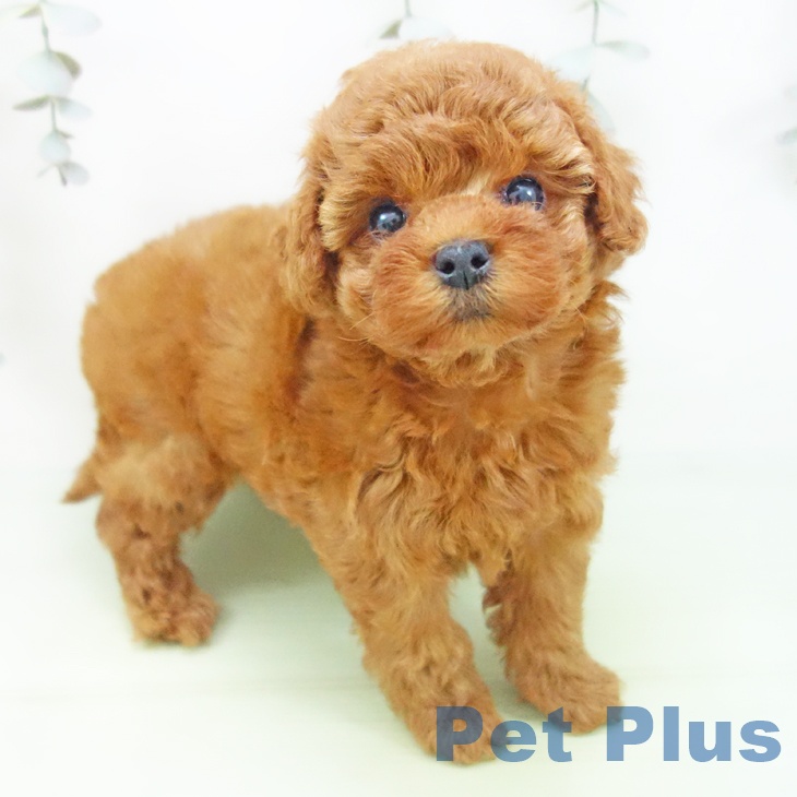 トイ・プードル