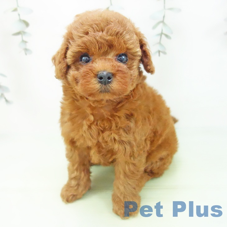 トイ・プードル