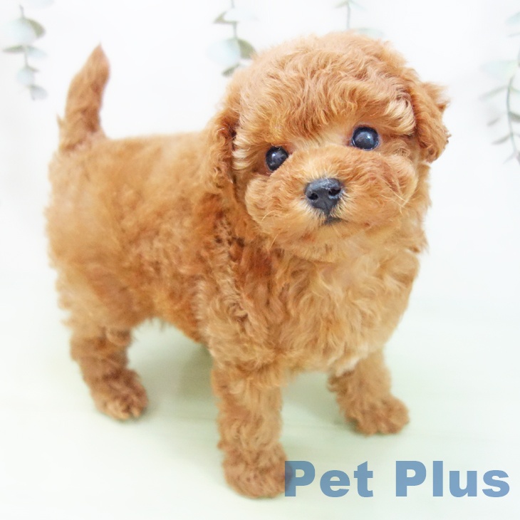 トイ・プードル