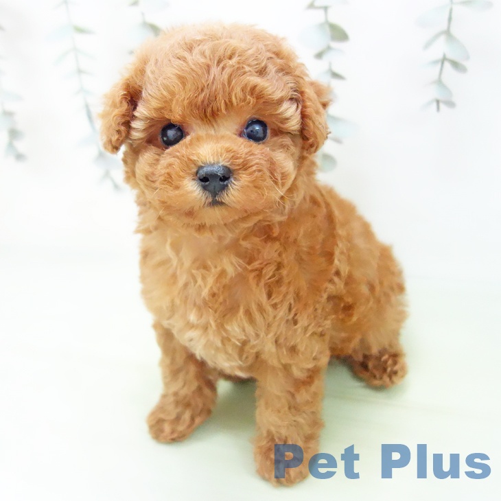 トイ・プードルの写真2