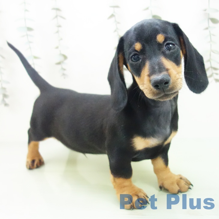 石川県のミニチュアダックスフンド(ロング) (ペットプラス 新小松店/2025年9月5日生まれ/男の子/ブラックタン)の子犬