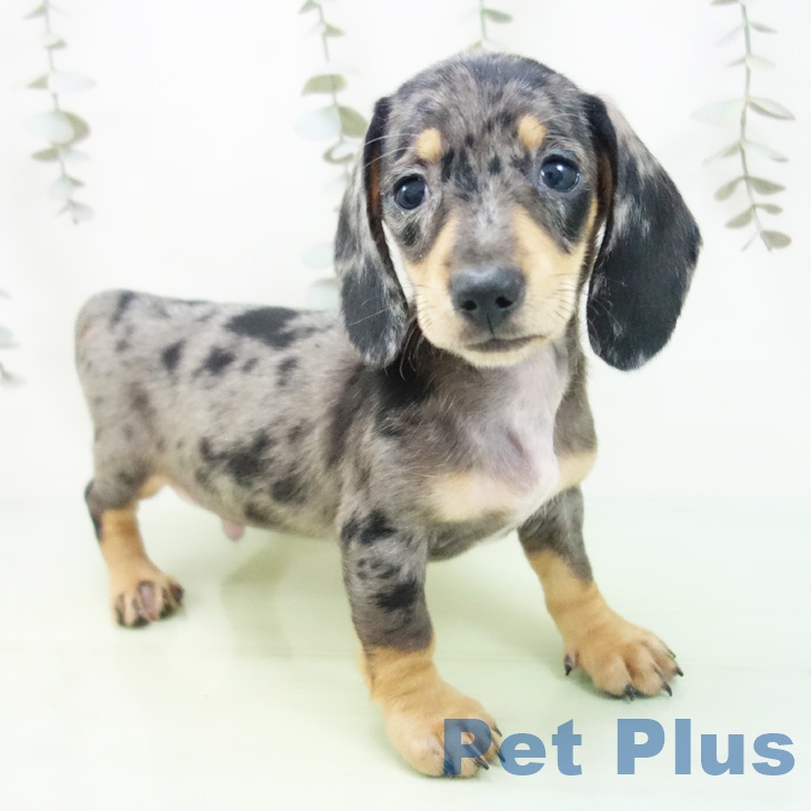 石川県のミニチュアダックスフンド(ロング) (ペットプラス 白山店/2025年9月5日生まれ/男の子/シルバーダップル)の子犬