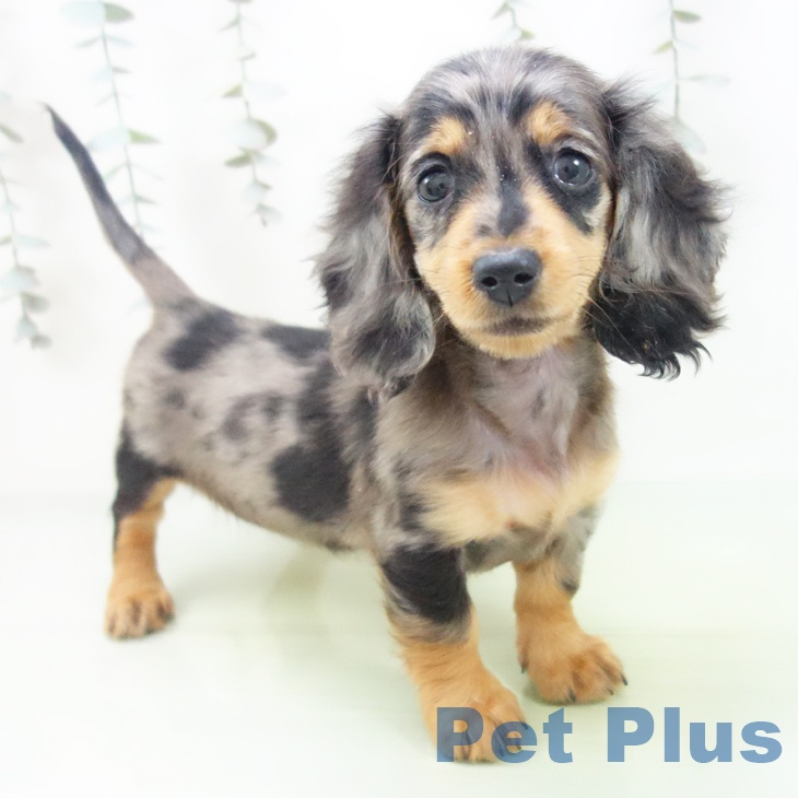 ミニチュア・ダックスフンド