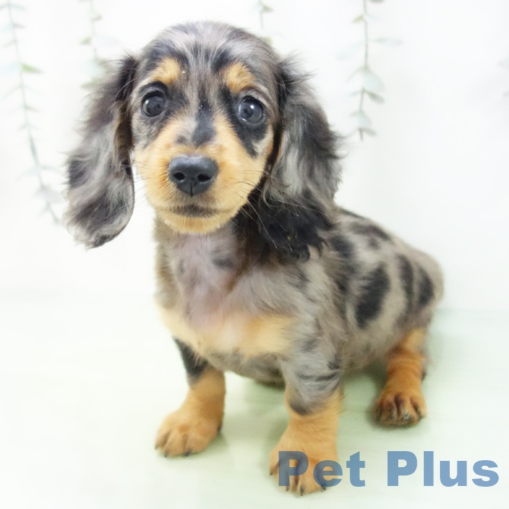 ミニチュア・ダックスフンドの写真2