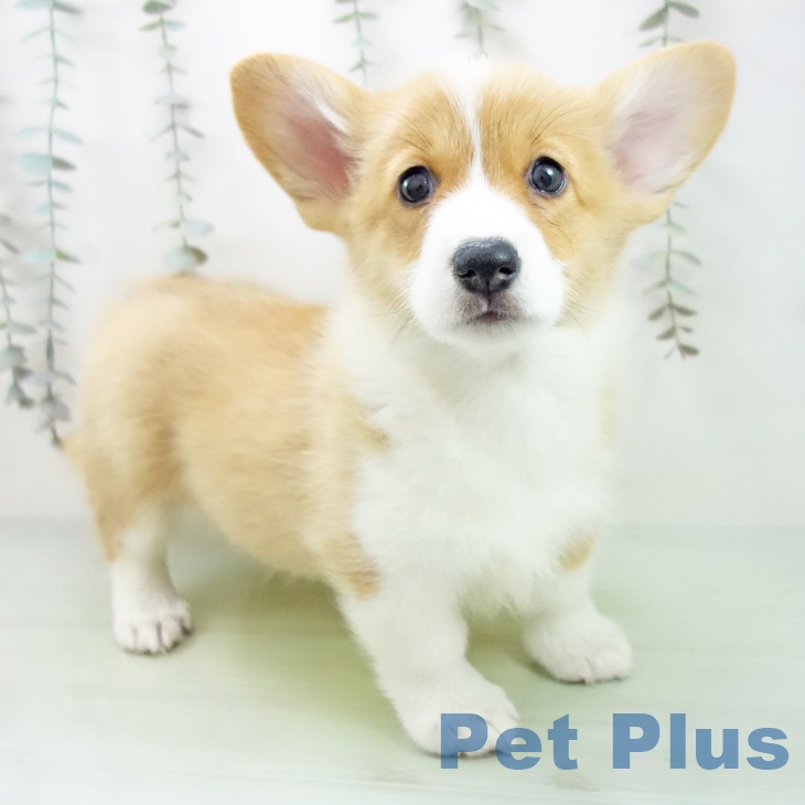 ウェルシュ・コーギー・ペンブローク