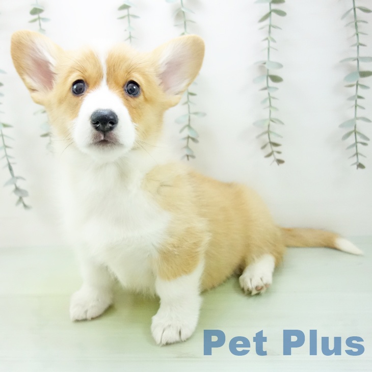 ウェルシュ・コーギー・ペンブローク