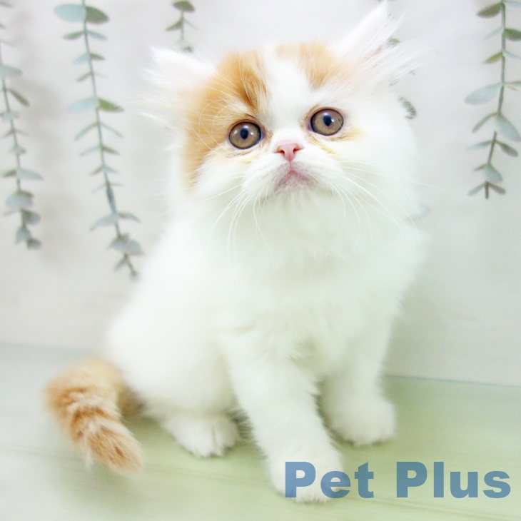 三重県のミヌエット (ペットプラス 鈴鹿店/2025年9月3日生まれ/女の子/レッドタビーホワイト)の子猫の1枚目の画像