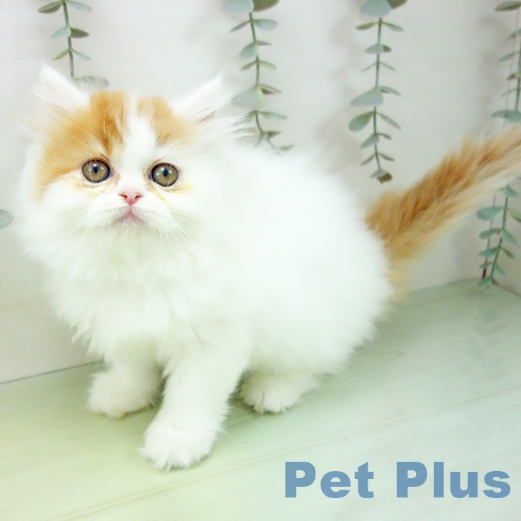 三重県のミヌエット (ペットプラス 鈴鹿店/2025年9月3日生まれ/女の子/レッドタビーホワイト)の子猫の2枚目の画像