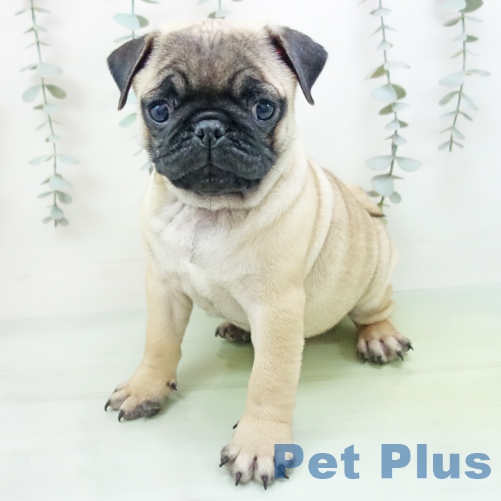 宮城県のパグ (ペットプラス 名取店/2025年8月27日生まれ/男の子/フォーン)の子犬の1枚目の画像