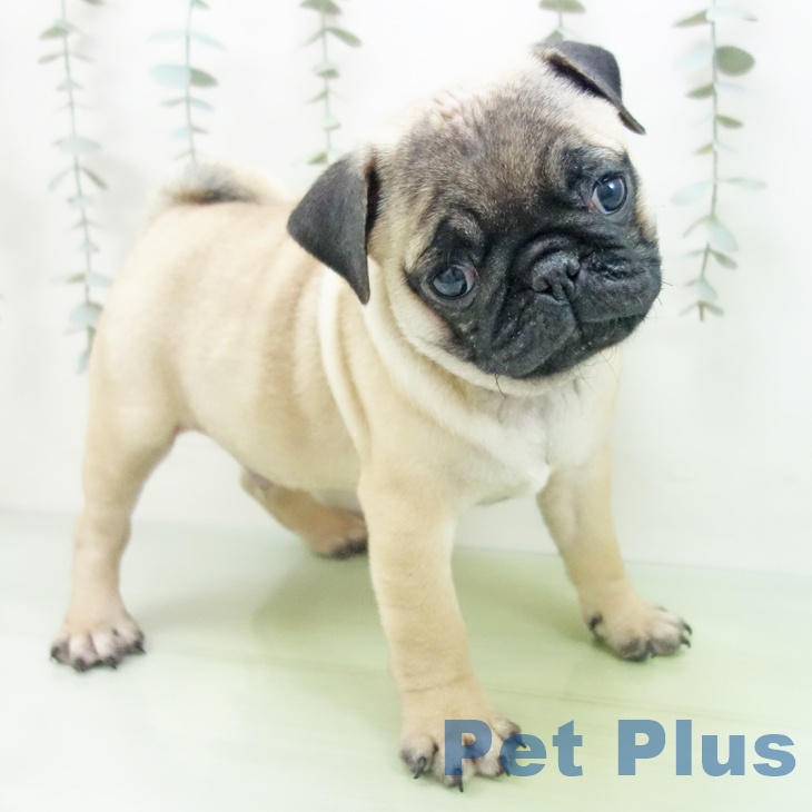 宮城県のパグ (ペットプラス 名取店/2025年8月27日生まれ/男の子/フォーン)の子犬の2枚目の画像