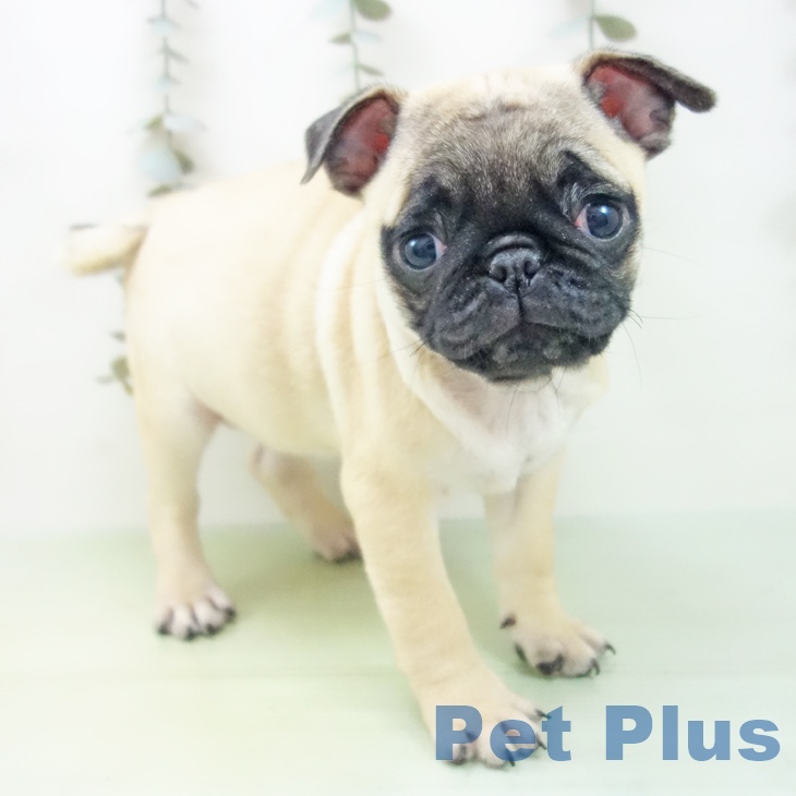 東京都のパグ (ペットプラス 日の出店/2025年8月27日生まれ/女の子/フォーン)の子犬の1枚目の画像