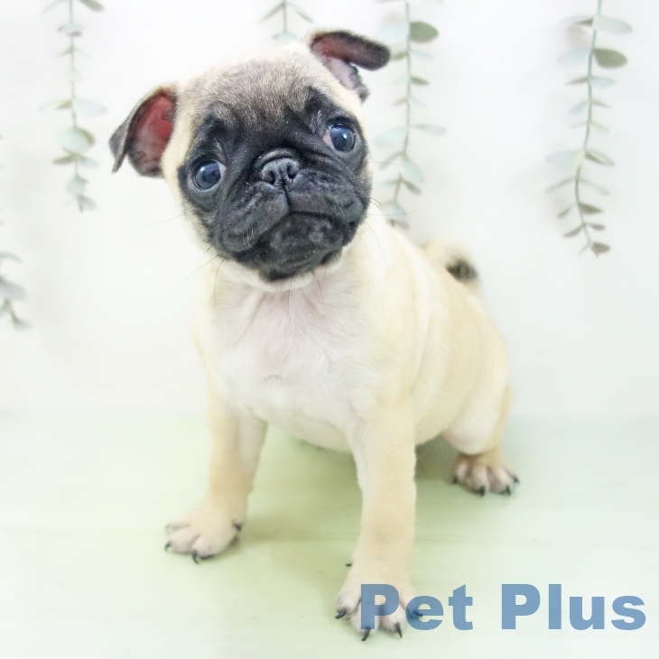 東京都のパグ (ペットプラス 日の出店/2025年8月27日生まれ/女の子/フォーン)の子犬の2枚目の画像