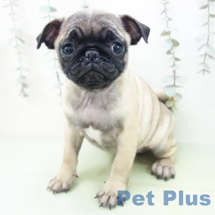 東京都のパグ (ペットプラス むさし村山店/2025年8月27日生まれ/女の子/フォーン)の子犬の1枚目の画像