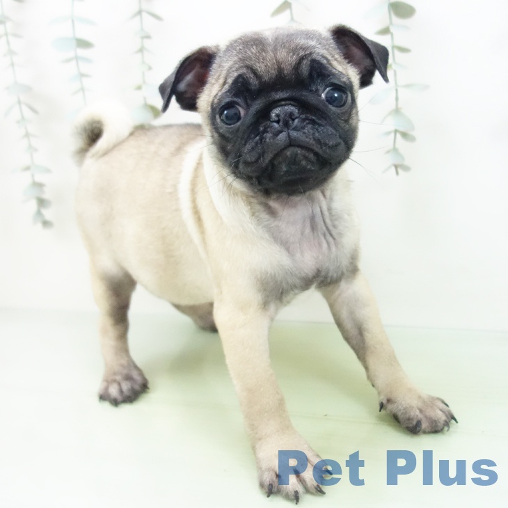 東京都のパグ (ペットプラス むさし村山店/2025年8月27日生まれ/女の子/フォーン)の子犬の2枚目の画像