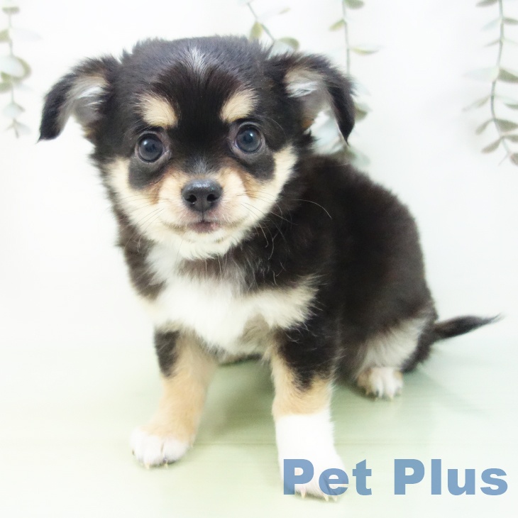 愛知県のチワワ(ロング) (ペットプラス みなと店/2025年9月4日生まれ/男の子/ブラックタンホワイト)の子犬