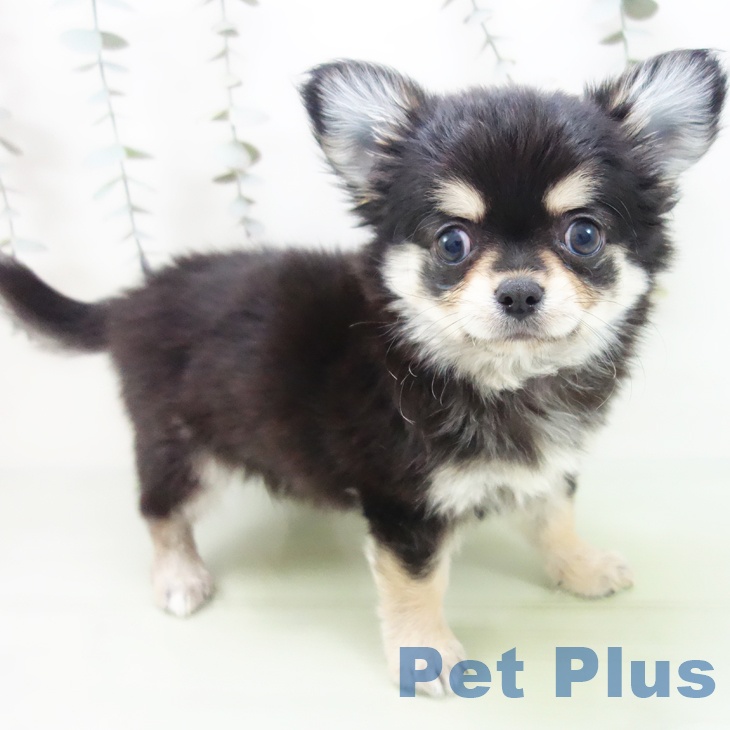 愛知県のチワワ(ロング) (ペットプラス 千種店/2025年9月4日生まれ/男の子/ブラックタンホワイト)の子犬