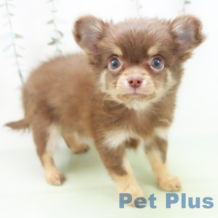 岐阜県のチワワ(ロング) (ペットプラス 光ケ丘店/2025年9月5日生まれ/男の子/チョコレートタン)の子犬の1枚目の画像