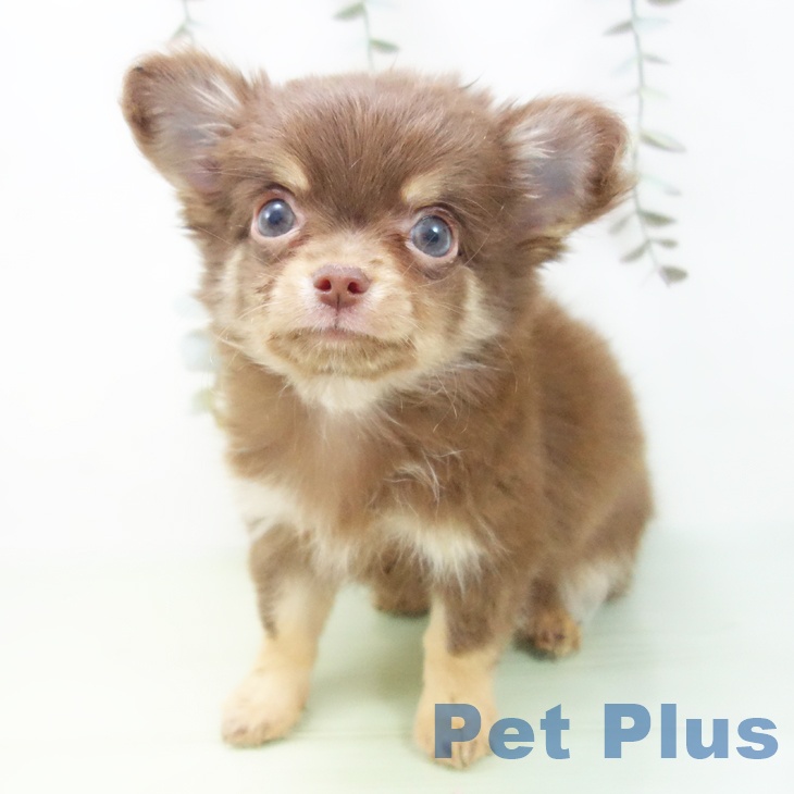 岐阜県のチワワ(ロング) (ペットプラス 光ケ丘店/2025年9月5日生まれ/男の子/チョコレートタン)の子犬の2枚目の画像