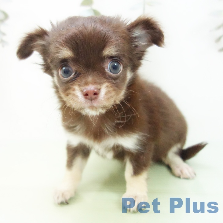 愛知県のチワワ(ロング) (ペットプラス 則武新町店/2025年9月5日生まれ/女の子/チョコレートタン)の子犬の2枚目の画像
