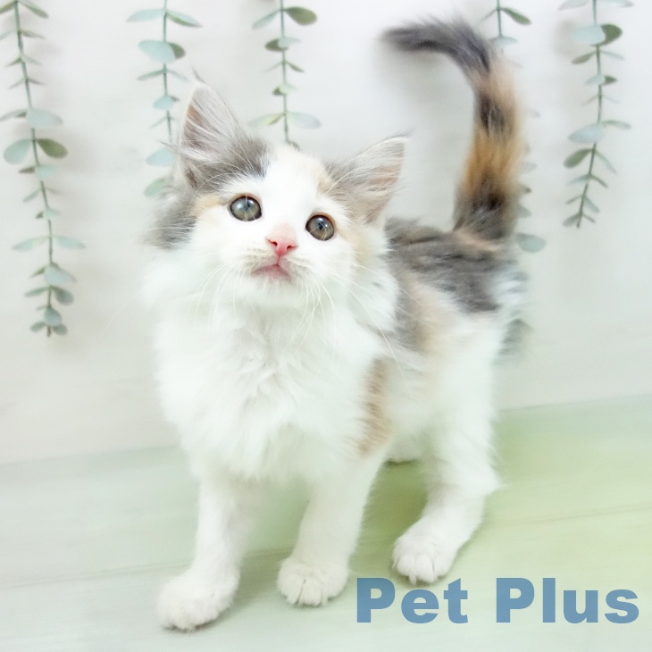 ノルウェージャンフォレストキャット