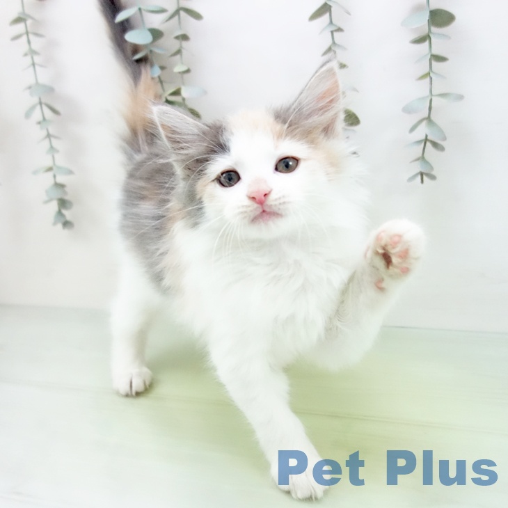 ノルウェージャンフォレストキャットの写真2