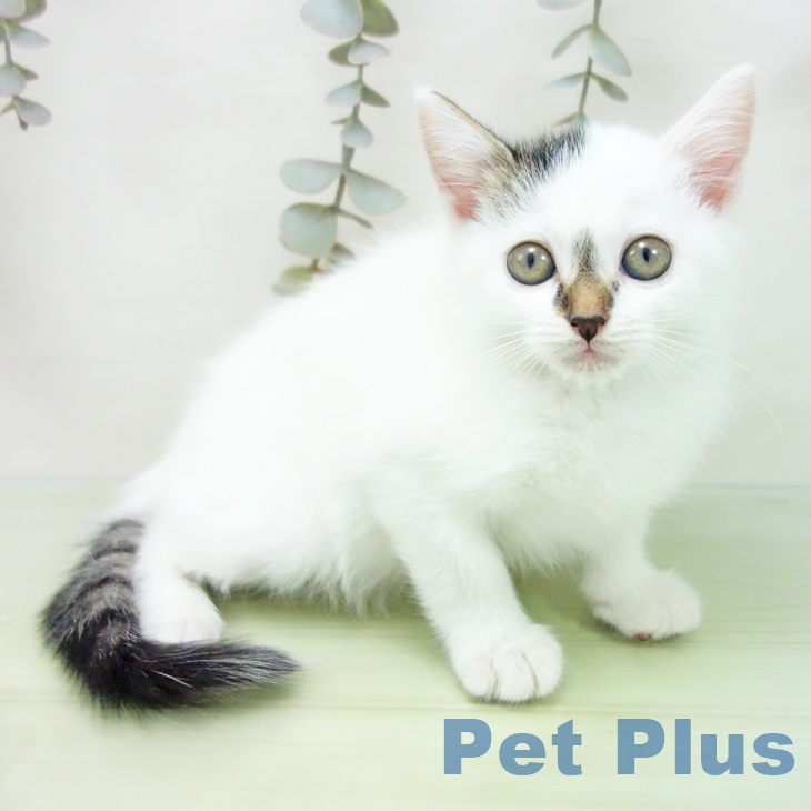 石川県のスコティッシュフォールド (ペットプラス 新小松店/2025年9月5日生まれ/女の子/ブラウンタビーホワイト)の子猫