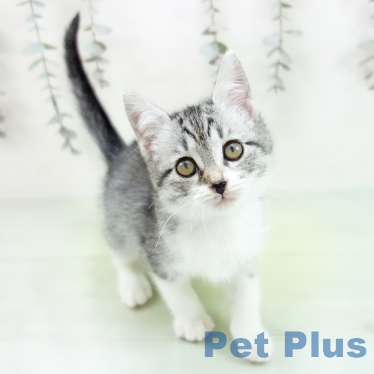 スコティッシュフォールド